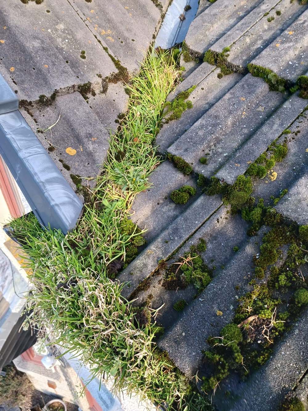 Build up of moss on a roof