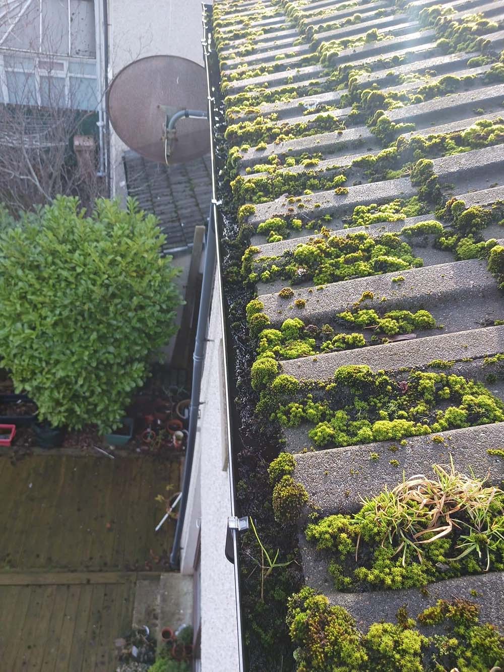 Moss build up on a roof
